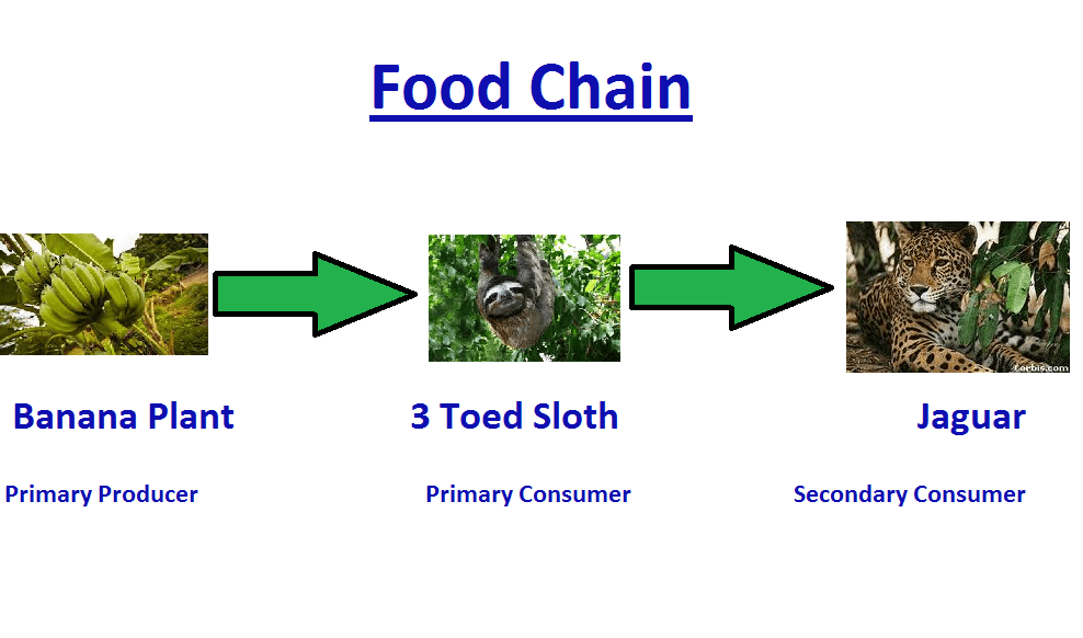 The rainforest: the food chain of the rainforest